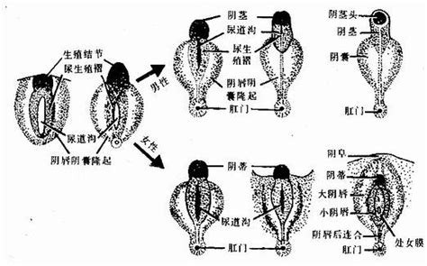 陰阜是哪裡